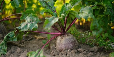 Červená řepa rostoucí v záhoně