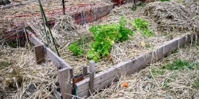 Bylinky pod slámou na zahradě