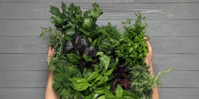 Dvě ruce a mezi nimi spousta zelených bylinek