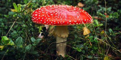 Muchomůrka červená