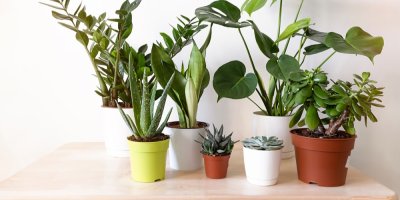 Pokojové rostliny v různě barevných květináčích