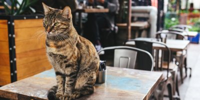 Kočka sedí v kavárně na stole