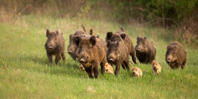 Divoká prasata v běhu