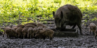 Prase divoké s mláďaty