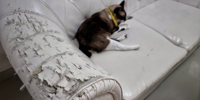 Podrápaná kožená sedačka s kočkou