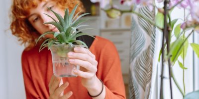 Žena drží nádobu s vodou a zakořeněným odřezkem z ananasu.