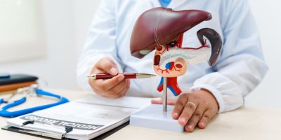 Lékař ukazuje tužkou na model jater