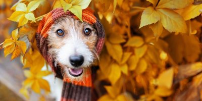 Pes mezi listím v šále