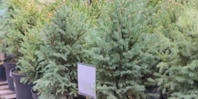 Malé jehličnaté stromky v květináčích určené k vánočnímu prodeji