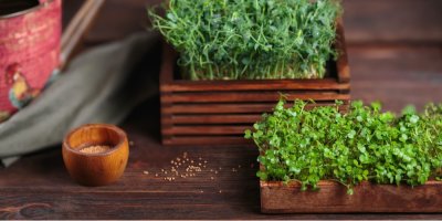 Microgreens v dřevěných miskách