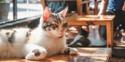 Kočka v kavárně na židli