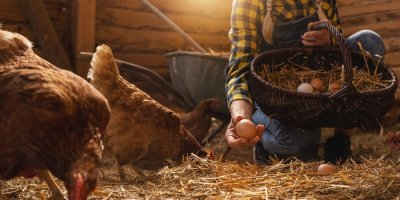 Farmářka sbírá vejce od slepic.