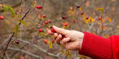 Žena trhající šípky