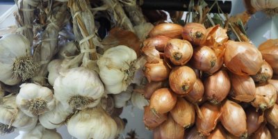Svazky česneku a cibule