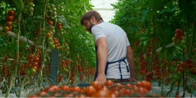 Muž veze vozík s rajčaty, která jsou i okolo něj
