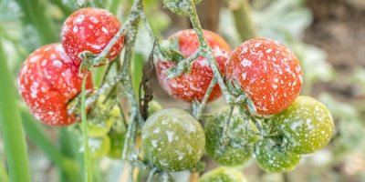 Rajčata ošetřená pesticidy