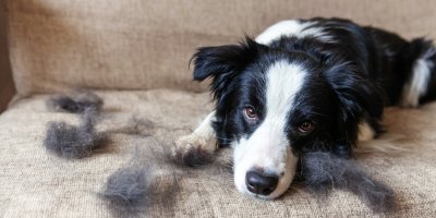 Border kolie leží na pohovce, která je špinavá od jejích chlupů