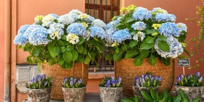Modré hortenzie v květináčích