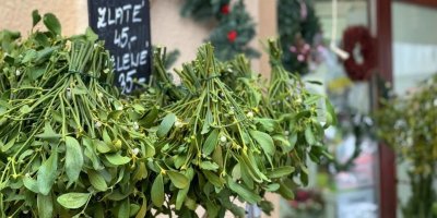 Jmelí vystavené před květinářstvím