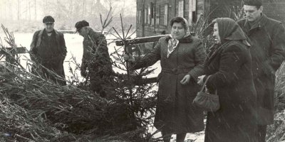 Dobová fotografie, na které si lidé vybírají vánoční stromečky