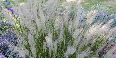 Calamagrostis brachytricha