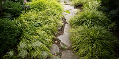 Kamenná pěšina obklopená travinami