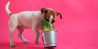 Jack Russell teriér okusuje trávu z květináče