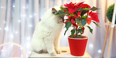 Bílé kotě očichává vánoční hvězdu