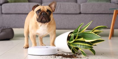 Pes shodil květináč a robotický vysavač to uklízí