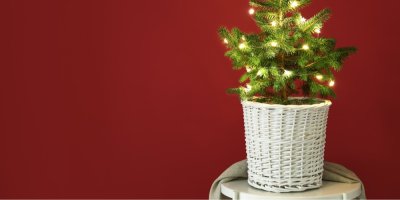 Malý vánoční stromek v bílém proutěném koši na červeném pozadí