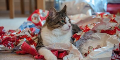 Kočka v balicích papírech