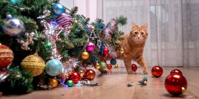 Kočka stojí za svrženým vánočním stromkem