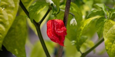 Rostlina s plodem chilli papričky Carolina Reaper 
