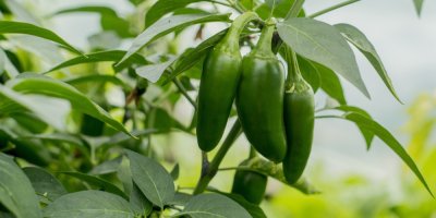 Rostlina s plody papriček jalapeño