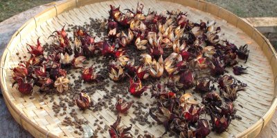 Získávání semen z květů ibišku