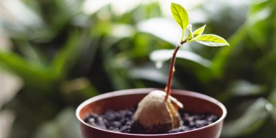 Domácí pěstování avokáda z pecky