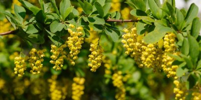 Květy dřišťálu obecného 