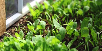 Malý špenát v záhonu