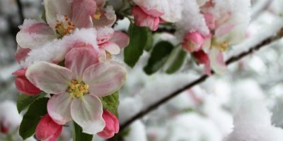 Květy jabloně pokryté sněhem