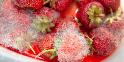 Hromádka plesnivých jahod