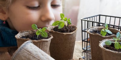 Dívka pozoruje sazenice v květináčích.