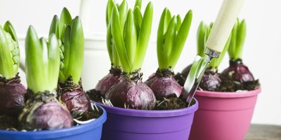 Cibulky hyacintu v květináčích