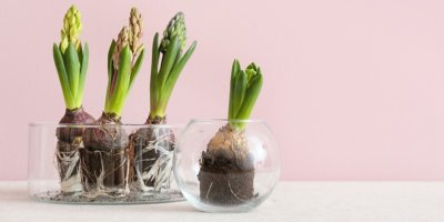 Hyacinty ve skleněných vázách