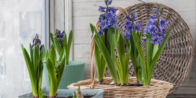 Hyacinty v květináčích