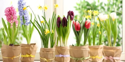 Hyacinty, narcisy a tulipány v květináčích