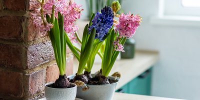 Hyacinty v interiéru domácnosti