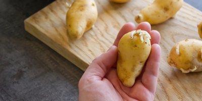 Naklíčená brambora v dlani