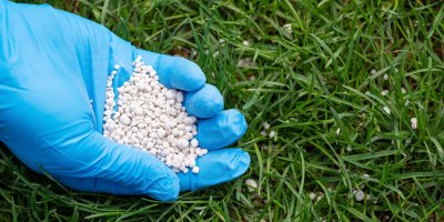 Ruka v modré rukavici hnojí trávník