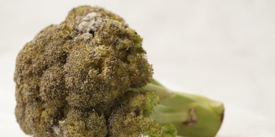 Kousek nahnědlé brokolice, místy plesnivý