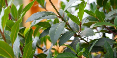 Volně rostoucí vavřín vznešený